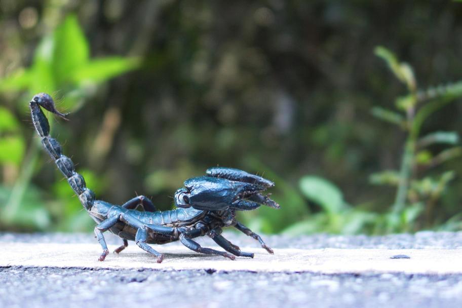 blue scorpion